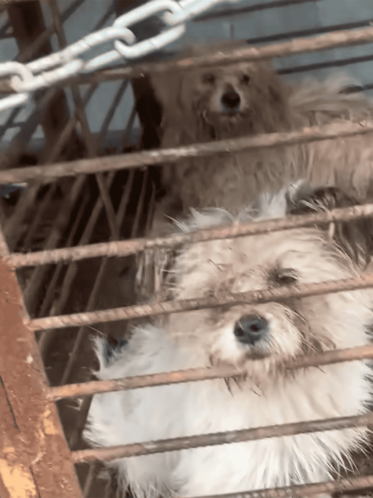Dogs behind bars at a shelter, waiting for adoption, showing hope and patience.