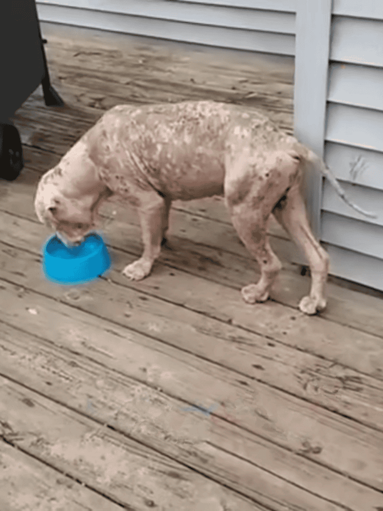 Dog with skin allergies enjoying food from bowl on outdoor deck.