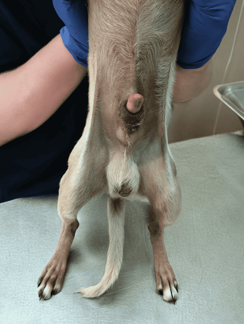 Close-up of a dog’s belly showing the udder and nipple area for veterinary examination.