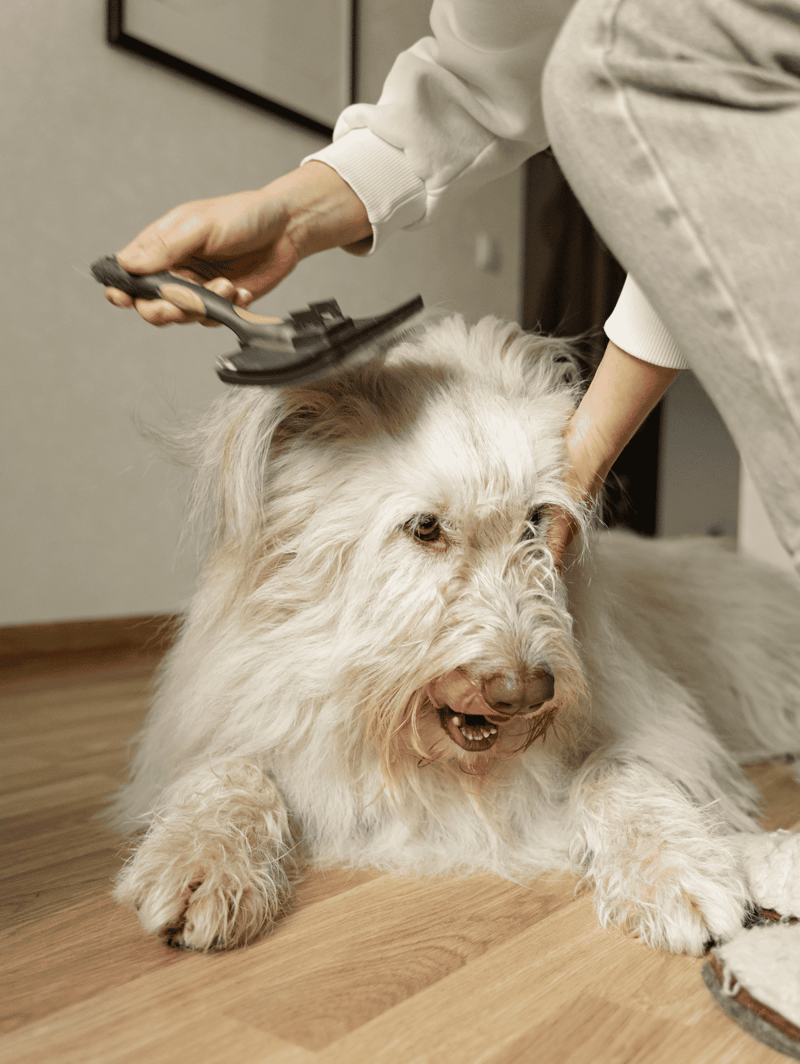 Dog grooming service for fluffy, healthy coat care.