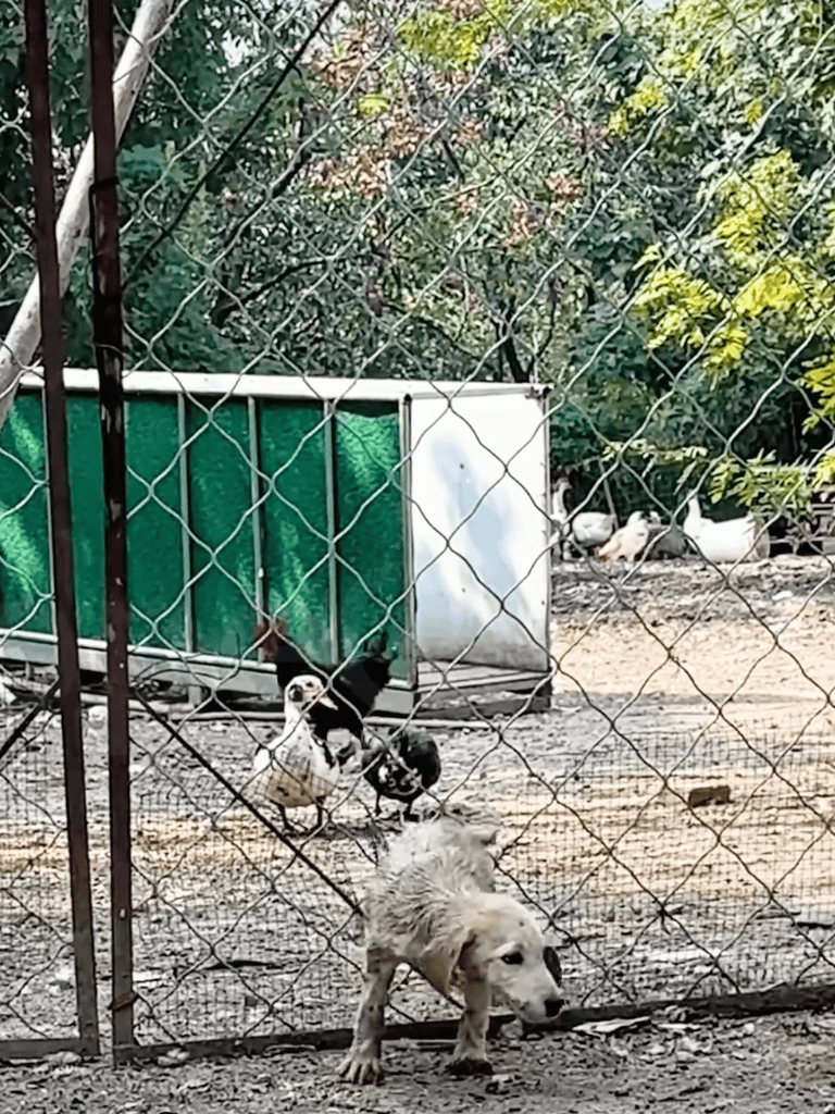 Dog kennel with playful puppies and a mature dog, outdoor fenced area, lush greenery in background.
