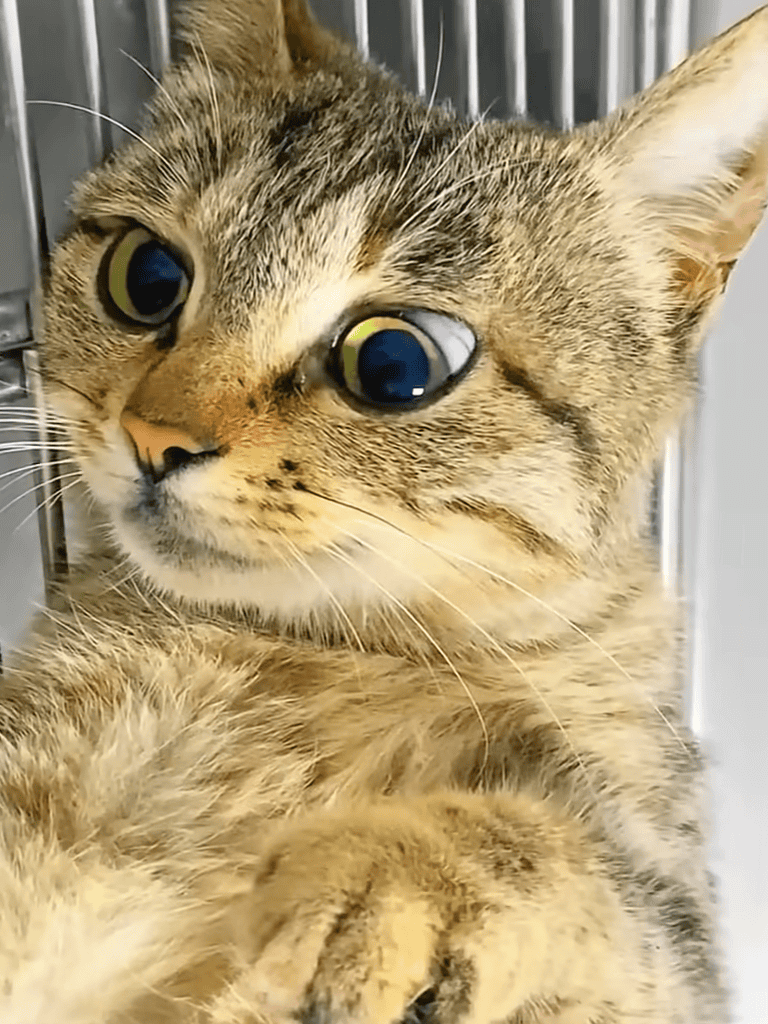 Adorable tabby kitten with bright eyes in a pet shelter environment, seeking a loving home.