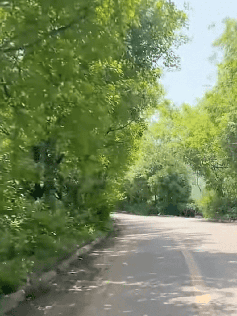Lush green trees along a peaceful forest road during daytime.