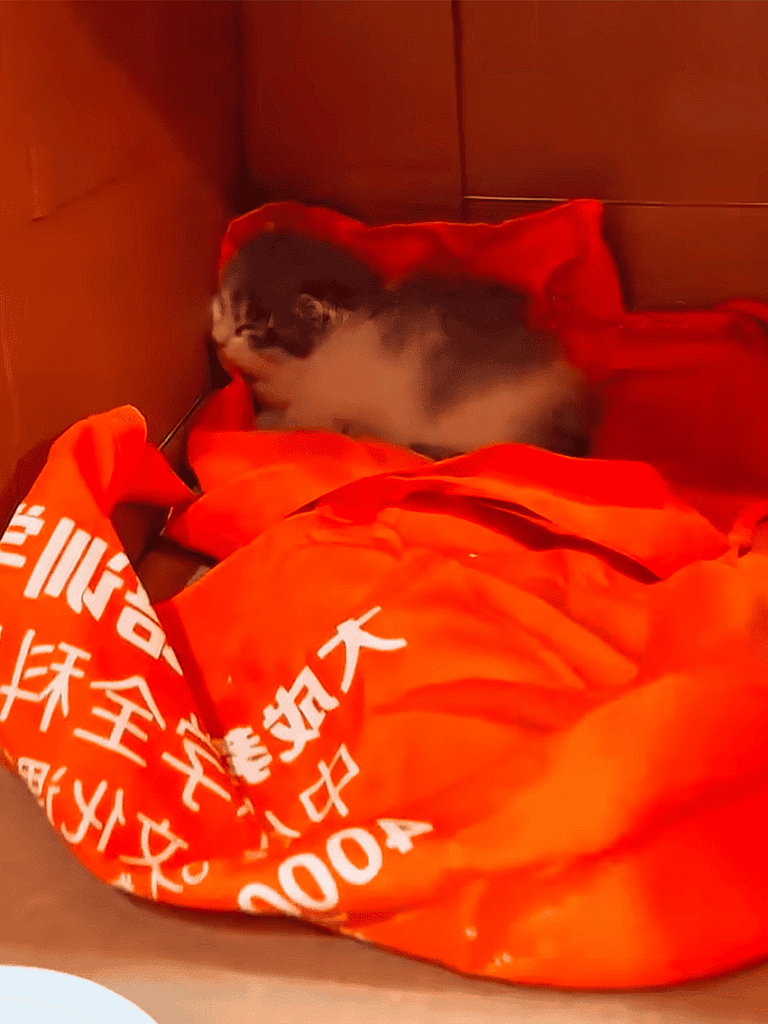 Adorable kitten cuddled in cozy orange blanket inside a wooden box.