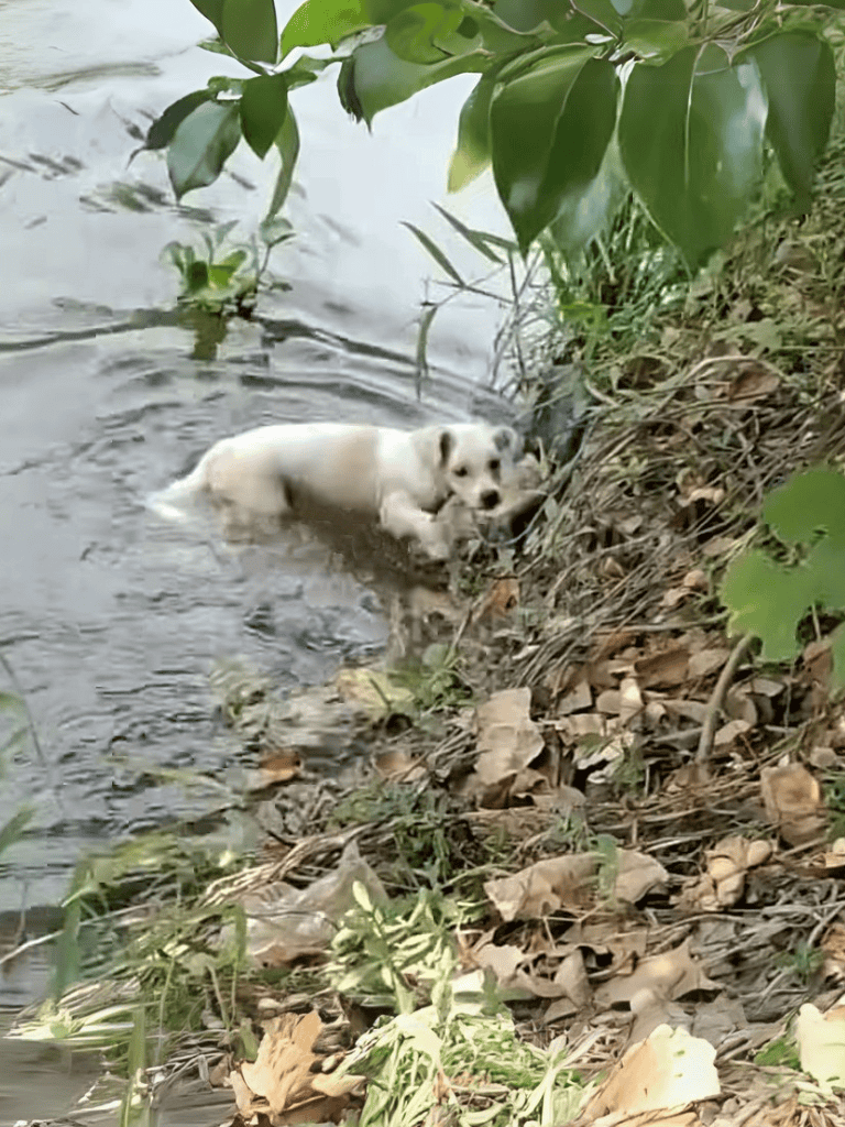 Adorable puppy swimming in a river, exploring nature and water. Perfect for dog lovers and pet care content.
