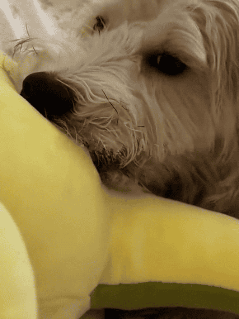 Close-up of a fluffy dog lying on a yellow cushion, showing calm and content expression.