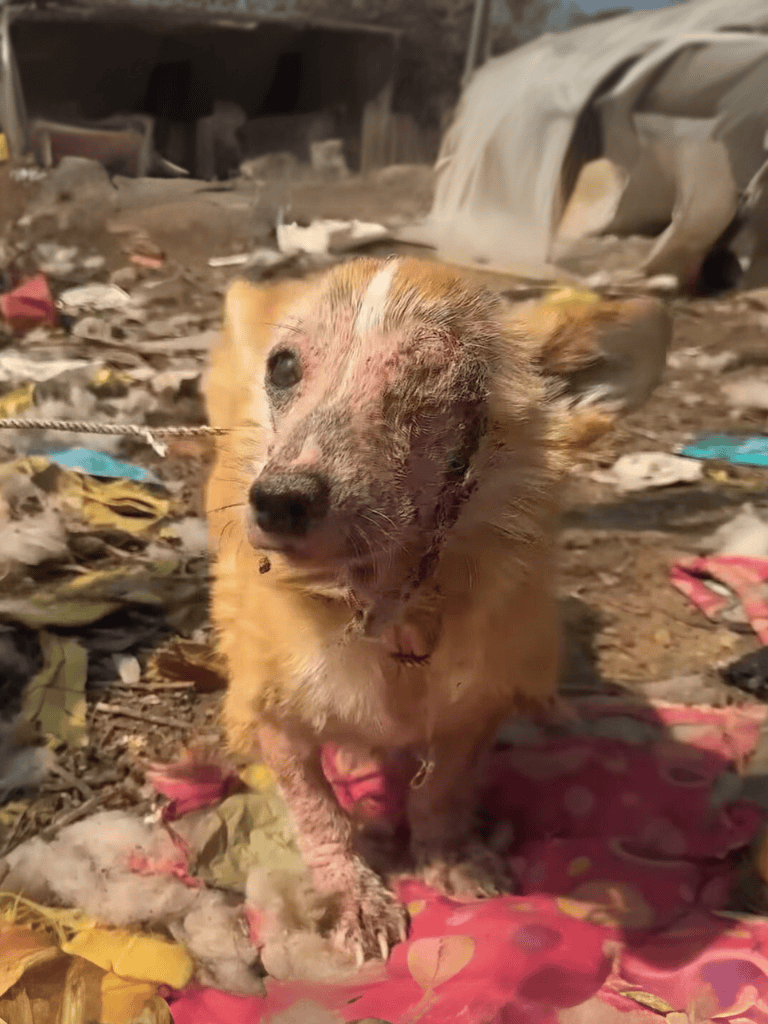 Dog rescue with injuries.