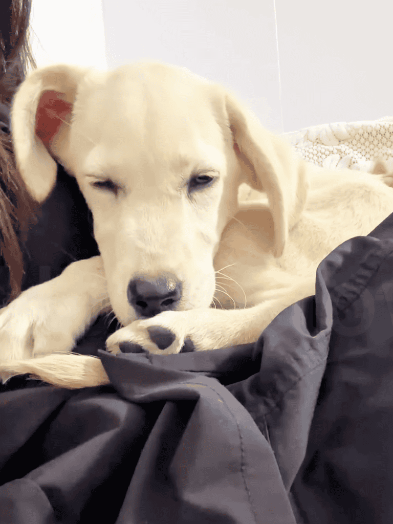 Adorable yellow Labrador retriever puppy lying on black blanket, looking peaceful and sleepy.
