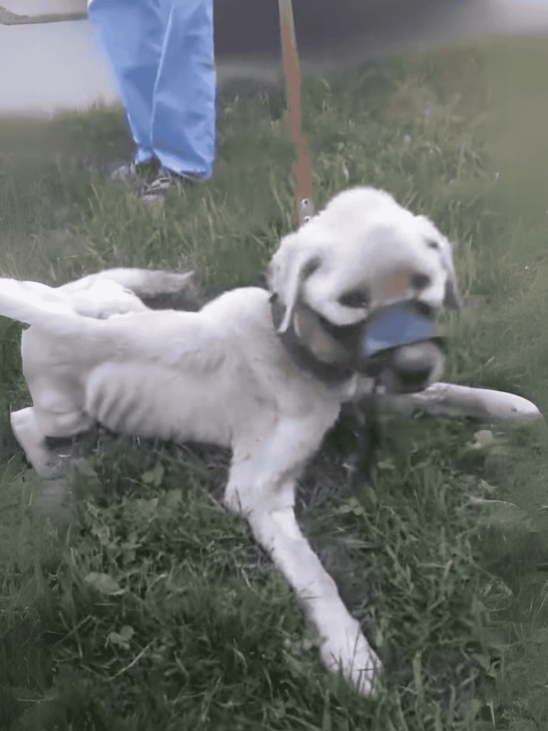 Cute puppy fetching a blue ball outdoors on grass.