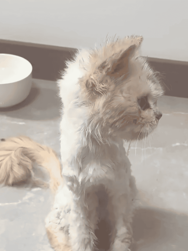 Adorable wet cat sitting on the floor, looking away, in a cozy indoor setting.