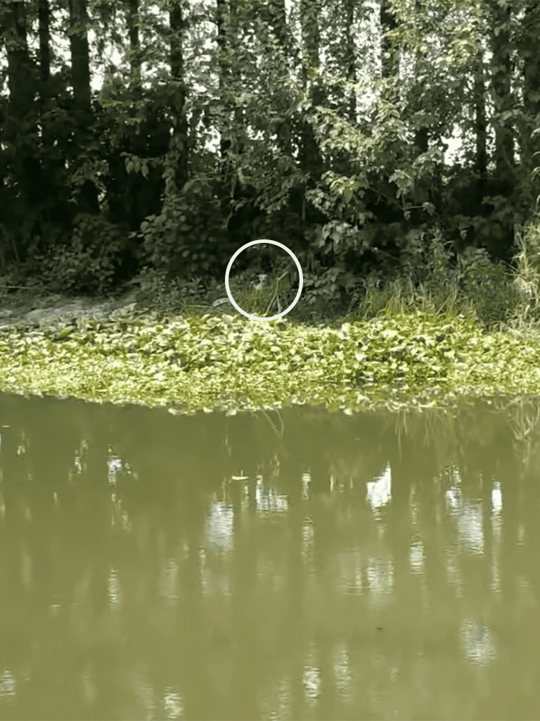 Dog watching by the pond edge in a lush forest, alert and attentive.