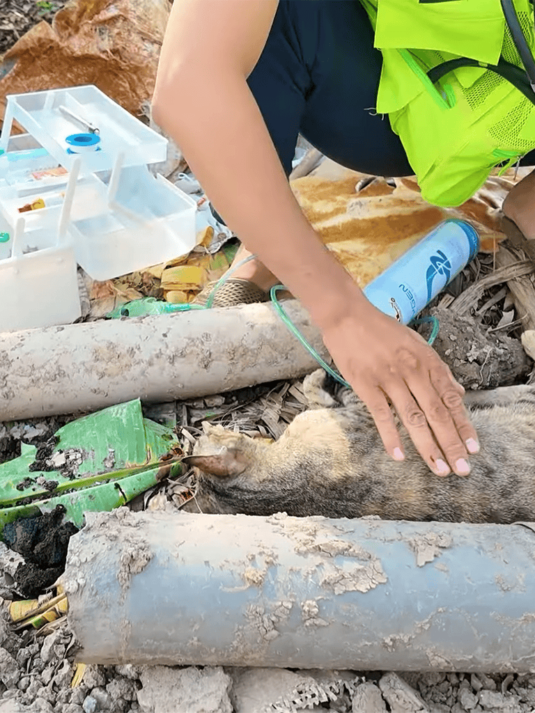 Alt text: Veterinarian tending to injured stray cat outdoors with medical supplies nearby.