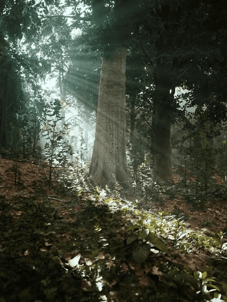 Sun rays filtering through dense forest trees illuminating lush ground cover.