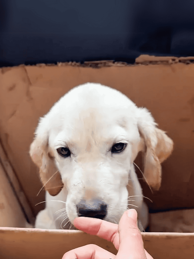 Adorable Labrador puppy biting finger, shelter dog, playful, new home, dog rescue.