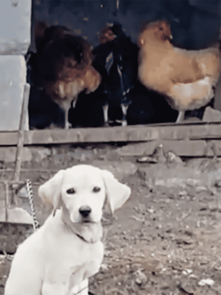 Adorable puppy sitting outdoors with dogs in the background at a farm or rural setting.