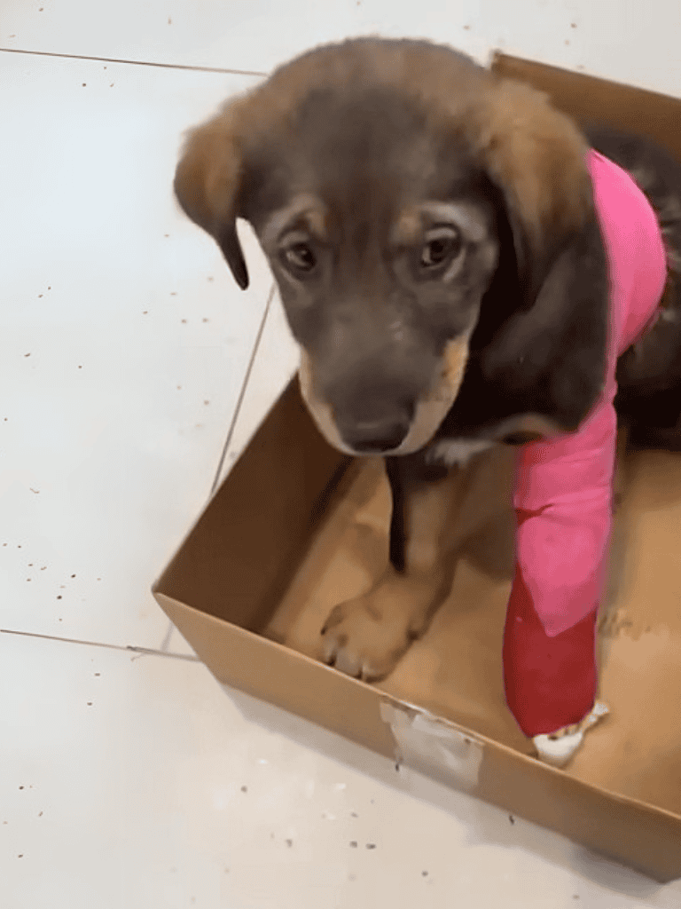 Young puppy sitting inside a cardboard box, wearing a pink sleeve, looking at the camera.