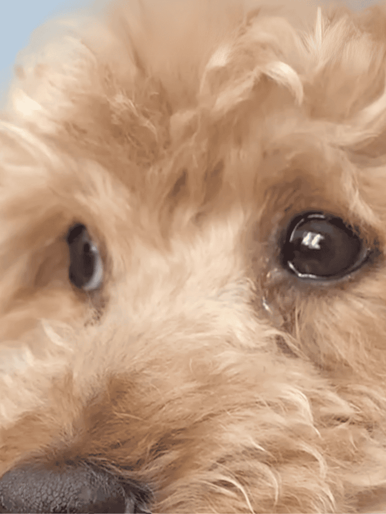 Close-up of adorable Goldendoodle puppy with fluffy, curly fur and expressive eyes. Perfect for pet care and dog grooming insights.