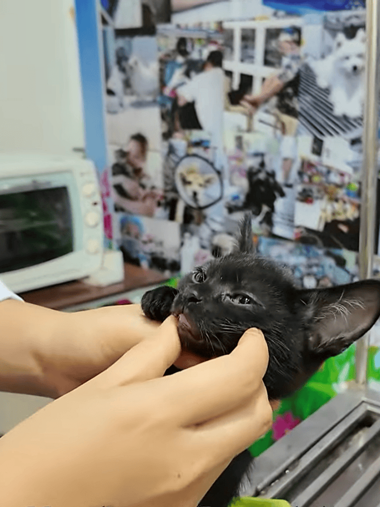 Cute black kitten being groomed.