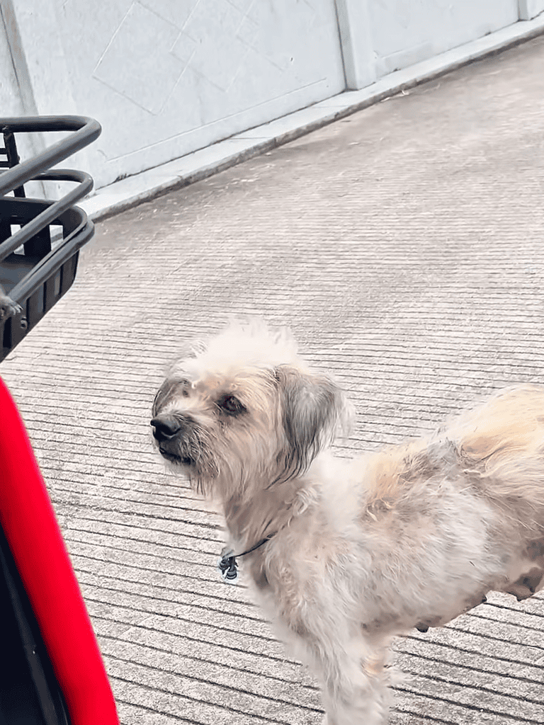 Adorable mixed-breed dog standing calmly outdoors with fluffy, light-colored fur.