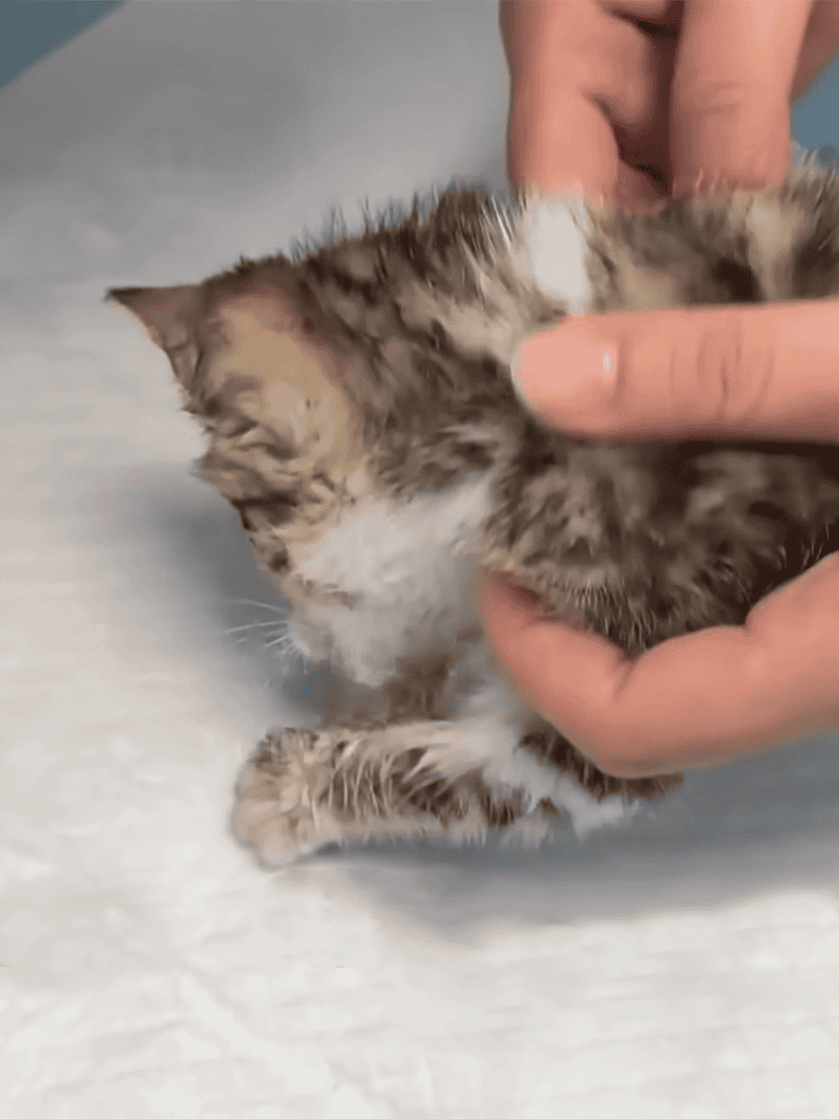 Gentle handling of a tiny kitten for health and grooming.