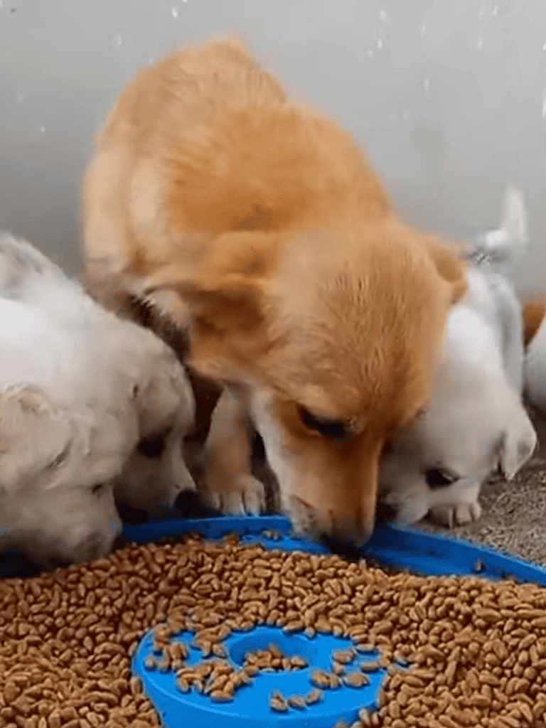Adorable puppies enjoying meal from dog food bowl.