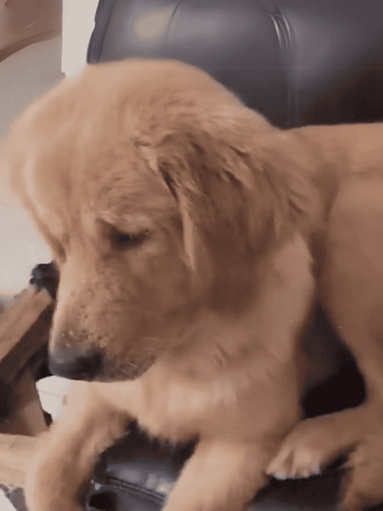Golden Retriever puppy sleeping on a chair, showcasing adorable and calm dog behavior.