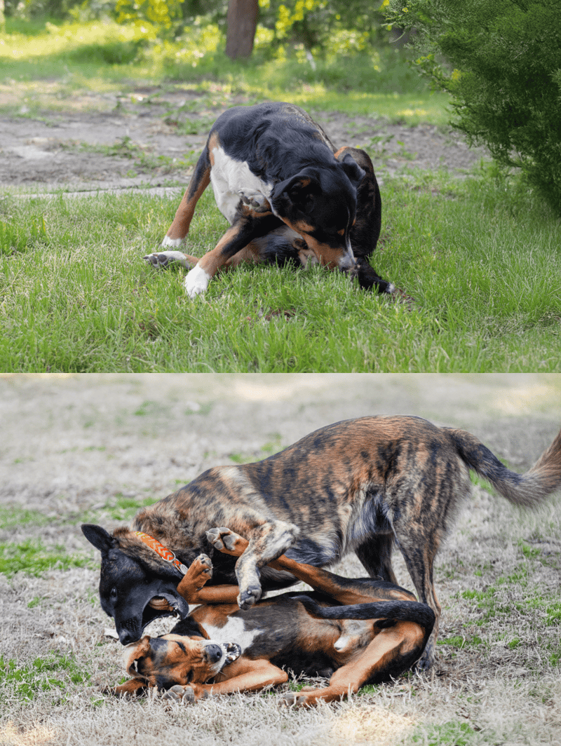Adorable dogs playing together, showcasing positive training and social skills in a natural outdoor setting.