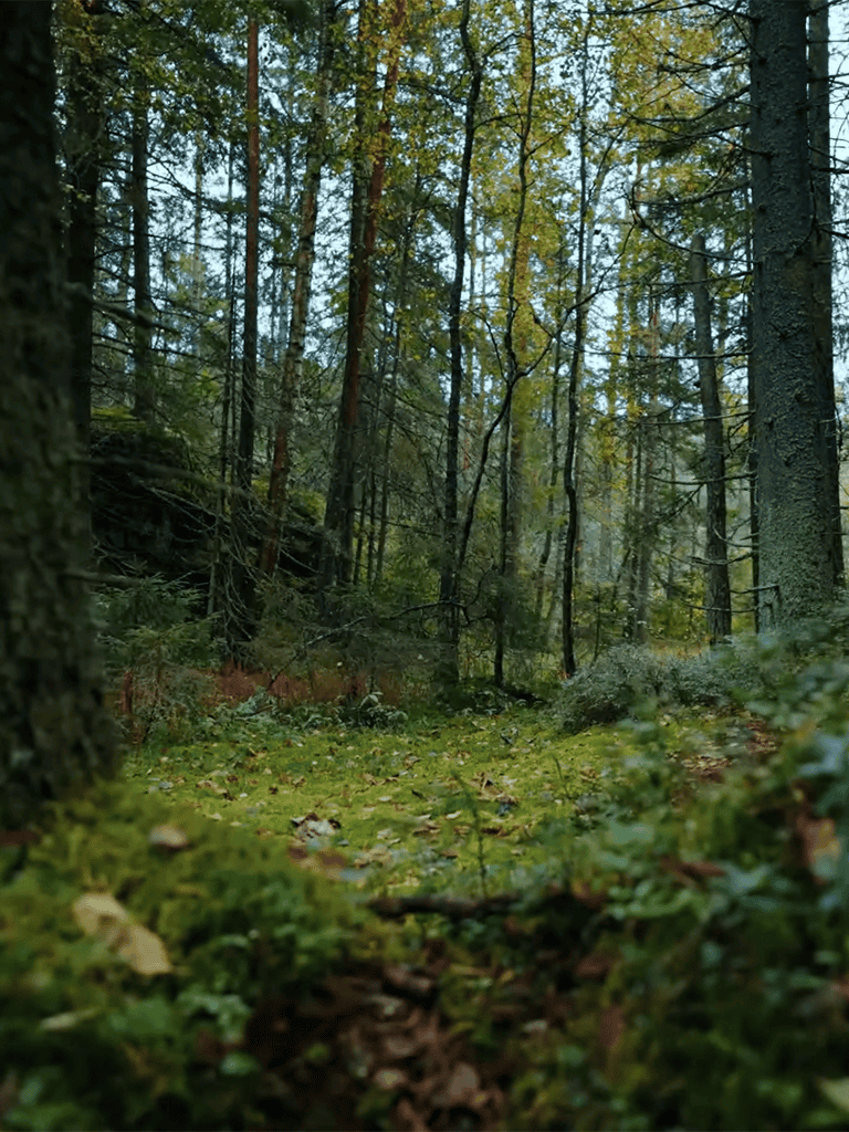 Beautiful forest trail surrounded by tall trees and lush greenery.