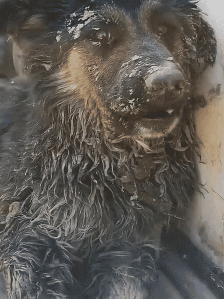 Dog covered in mud after outdoor play.