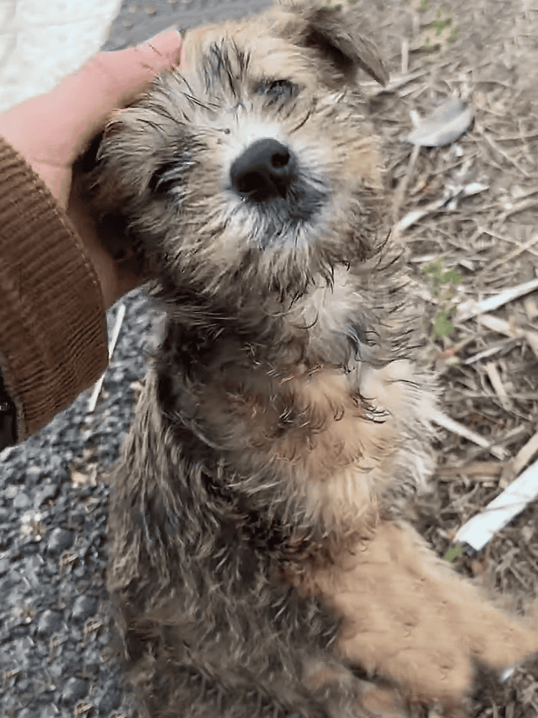 Cute wet puppy being petted outdoors.