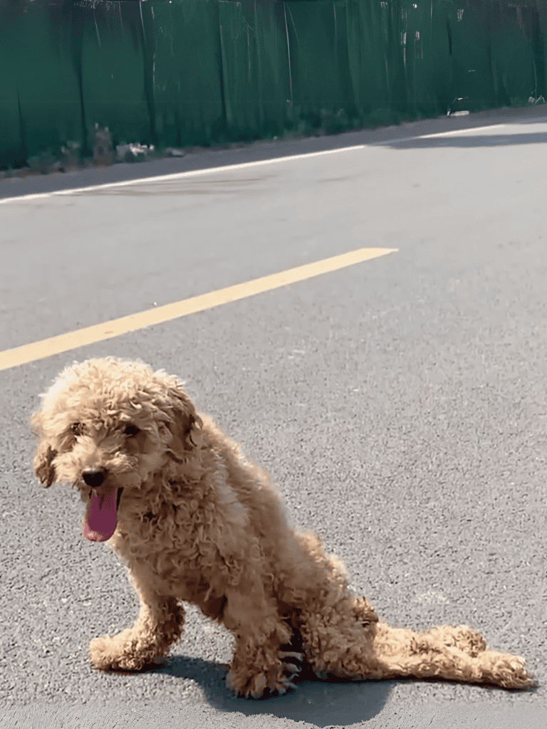 Adorable curly-haired dog sitting on road, friendly and happy, at Dogfix.com.
