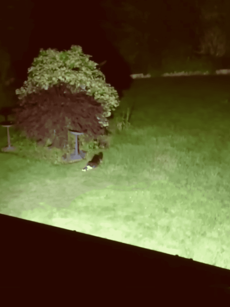 Nighttime outdoor dog scene, illuminated grass and bushes in yard with dog near shrubs.