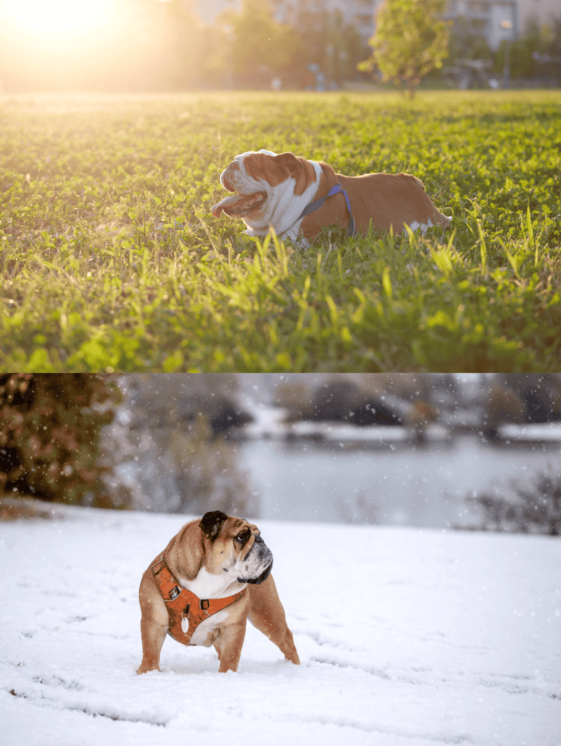 Dog enjoying the outdoors on lush green grass.