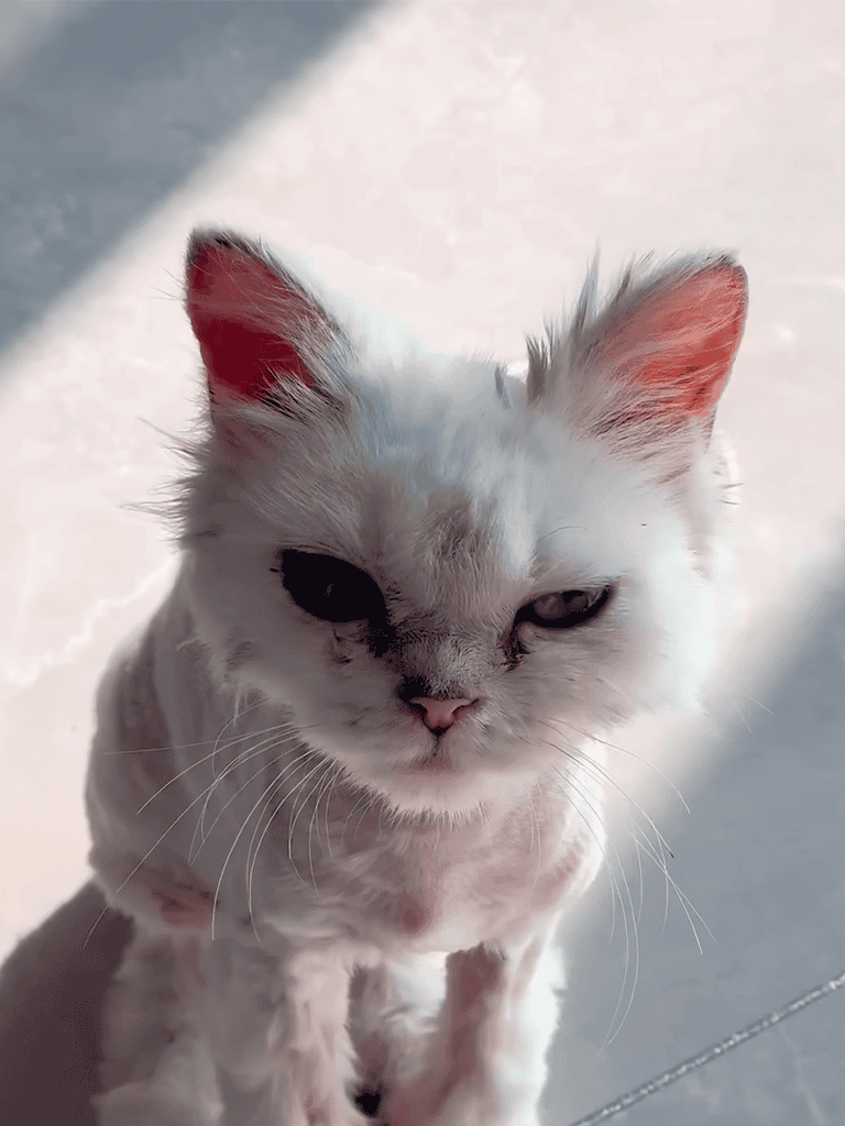 Adorable white cat with unique black facial markings, sitting on a sunny surface, perfect pet photo.