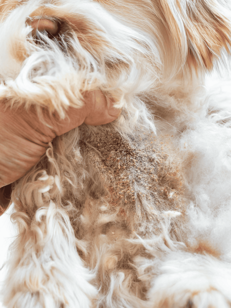 Close-up of a person grooming a small dog, showing detailed fur and grooming process.