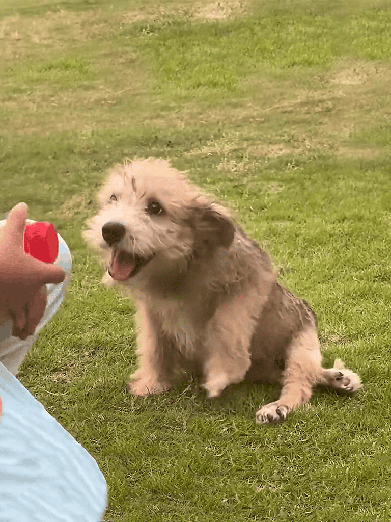 Adorable puppy playing with a red ball outdoors.