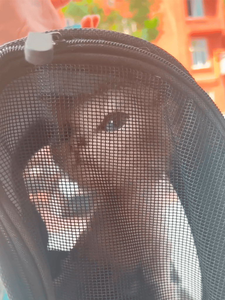 Small brown and white puppy looking curious through a mesh carrier.