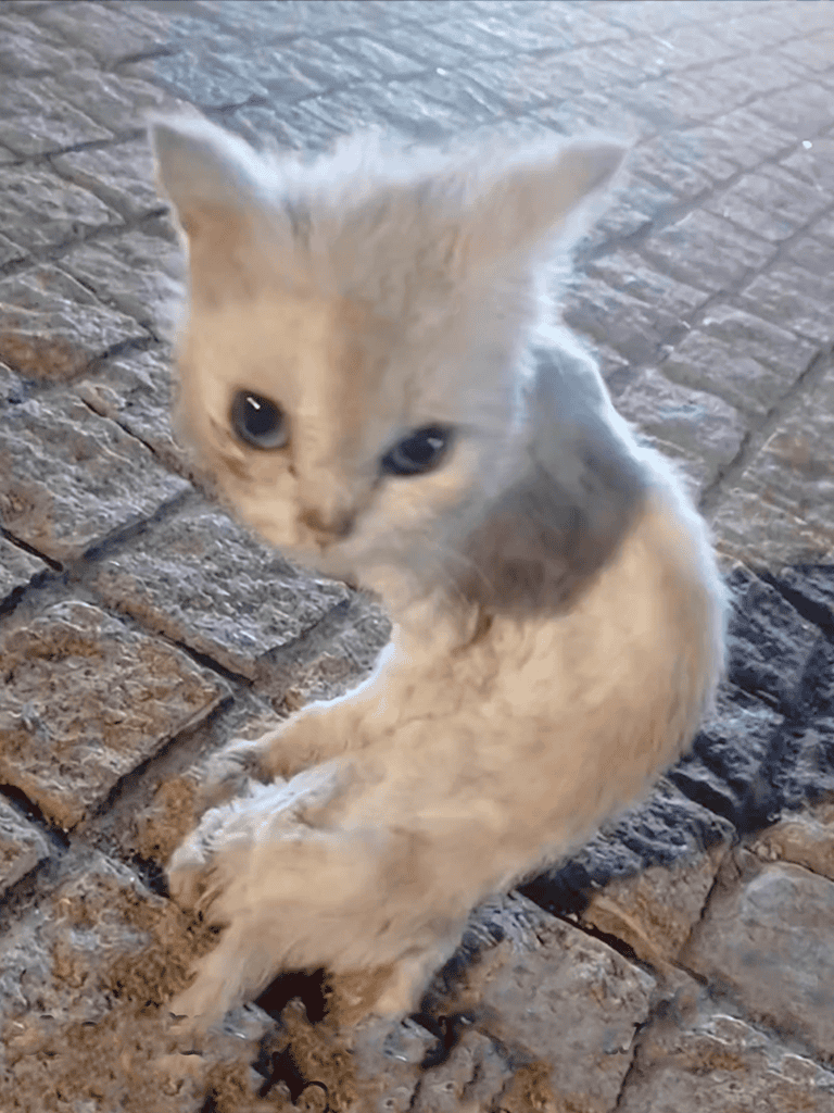 Cute light-colored kitten sitting on textured cobblestone ground, looking curiously at the camera.