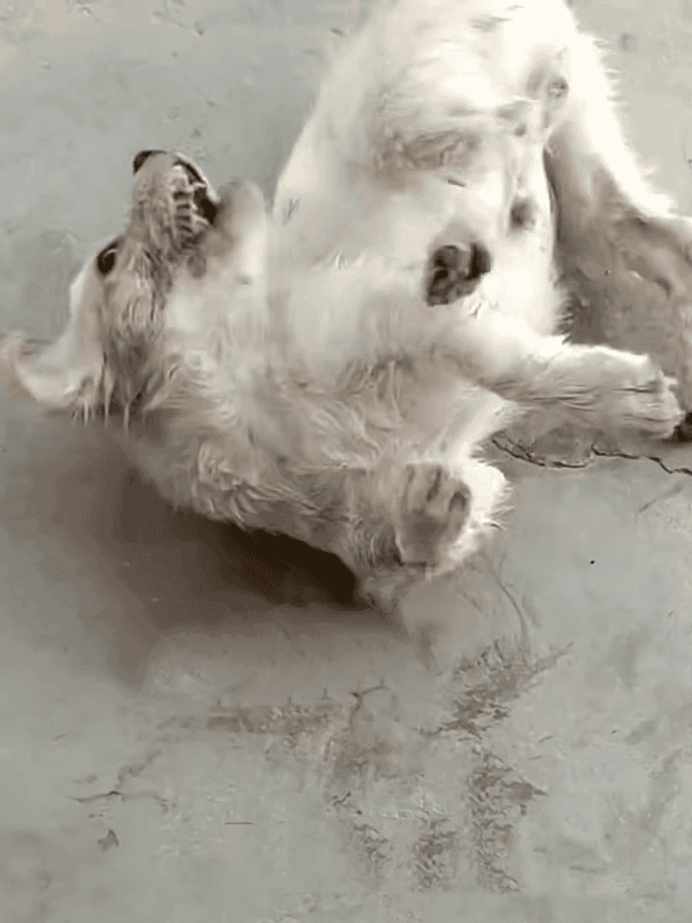 Adorable golden retriever puppy lying on concrete surface, showcasing playful and relaxed behavior.