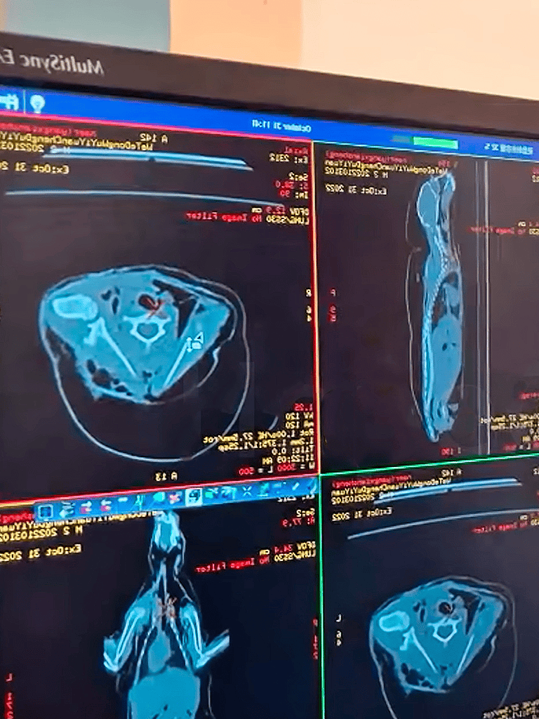 Precise veterinary brain MRI scan for canine neurological diagnosis and health assessment.