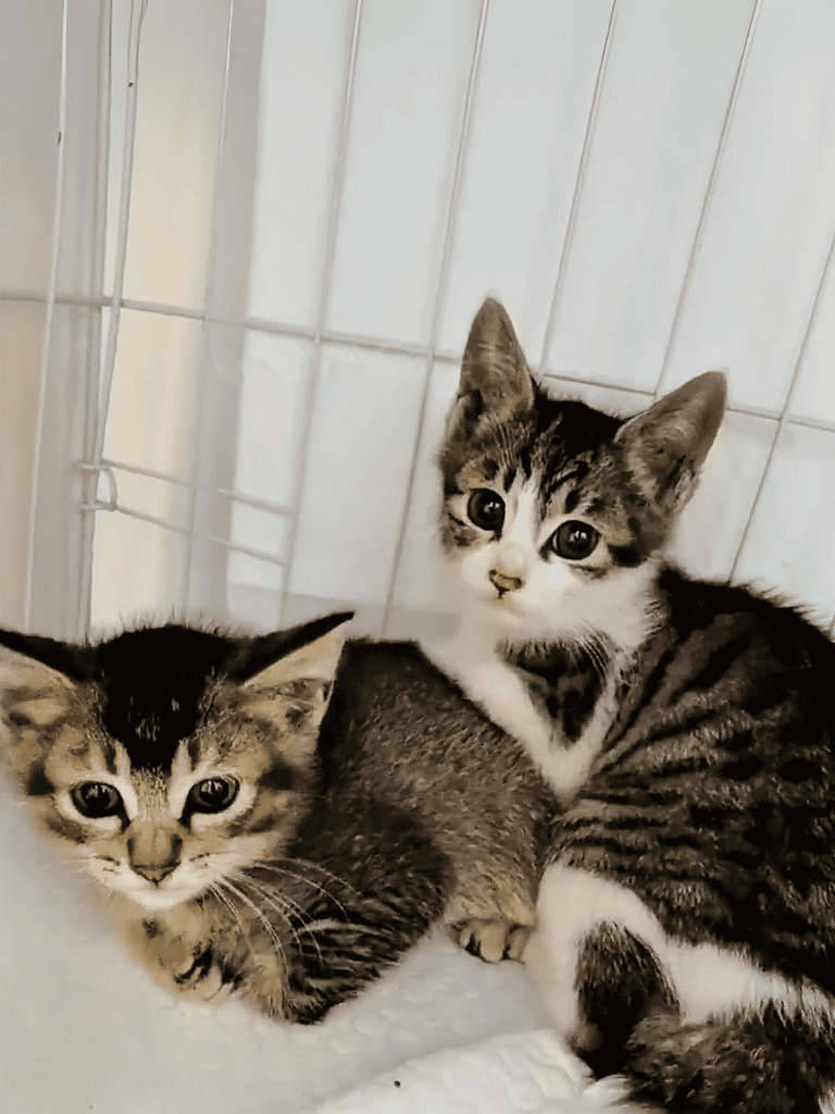 Adorable tabby kittens in a cozy indoor setting, perfect for pet lovers and cat enthusiasts.