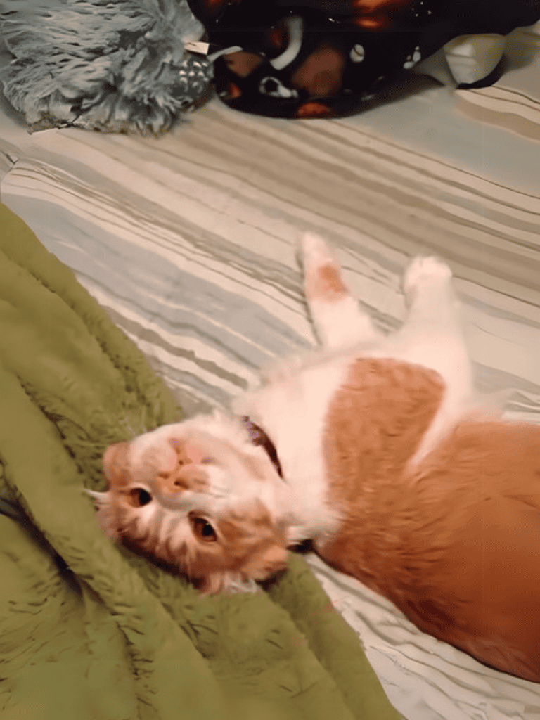 Cute ginger cat lying on its back on bed, playing with blanket, relaxing in cozy home environment.