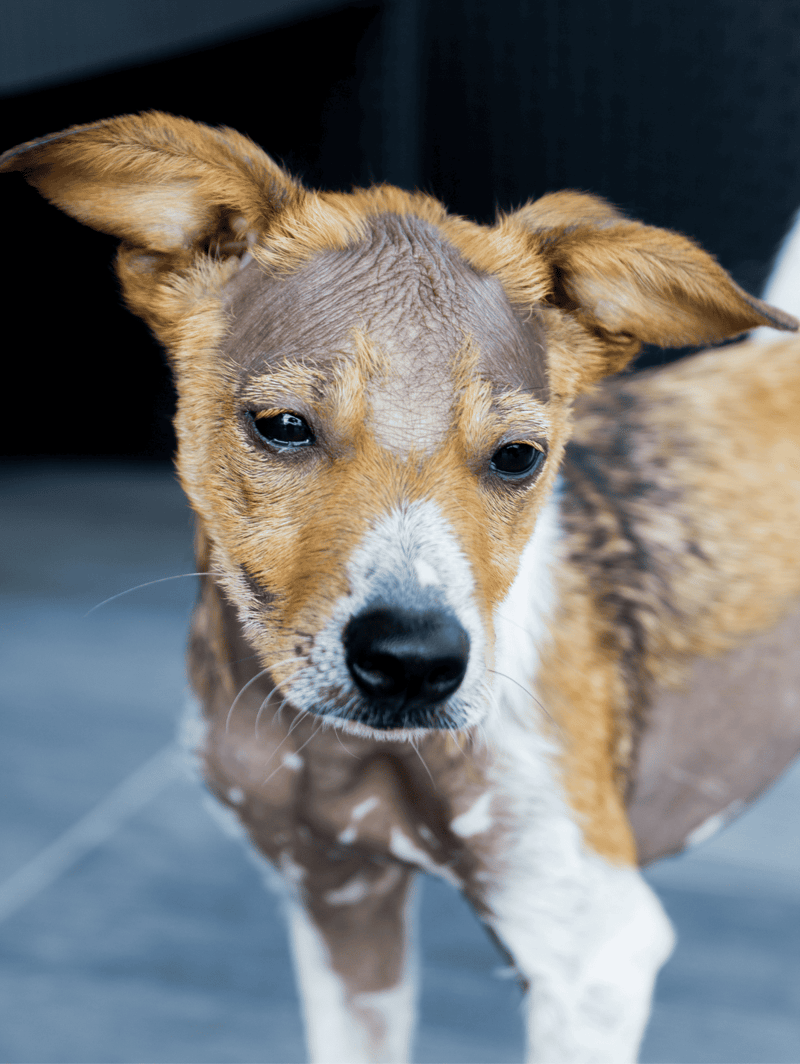 Cute young dog with brown and white fur, expressive eyes, indoor background.