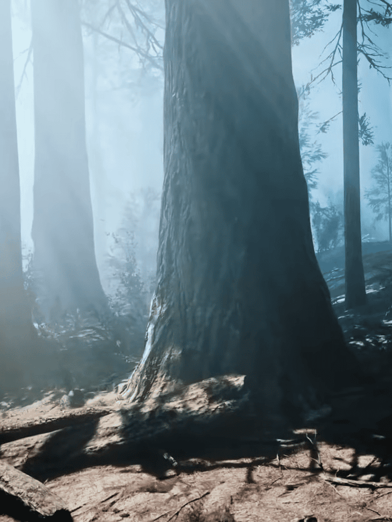 Misty morning in a serene forest with tall trees and soft sunlight filtering through the fog.