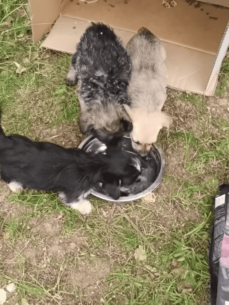 Adorable puppies sharing a meal outdoors, fostering social bonding and healthy nutrition.