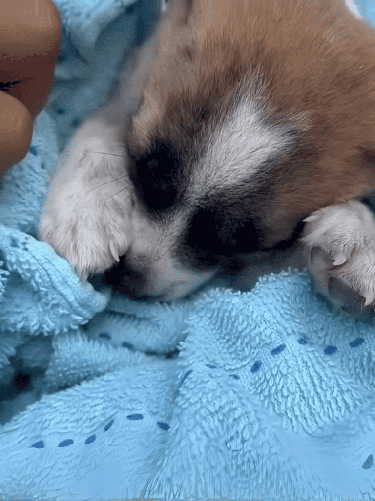 Adorable sleeping puppy resting on soft blue blanket, perfect for dog comfort and care tips.