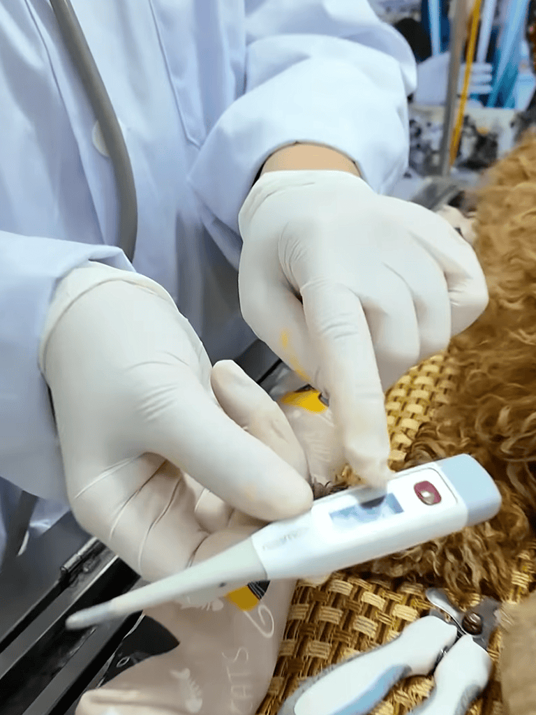 Vet checking a dog with digital thermometer and healthcare tools.