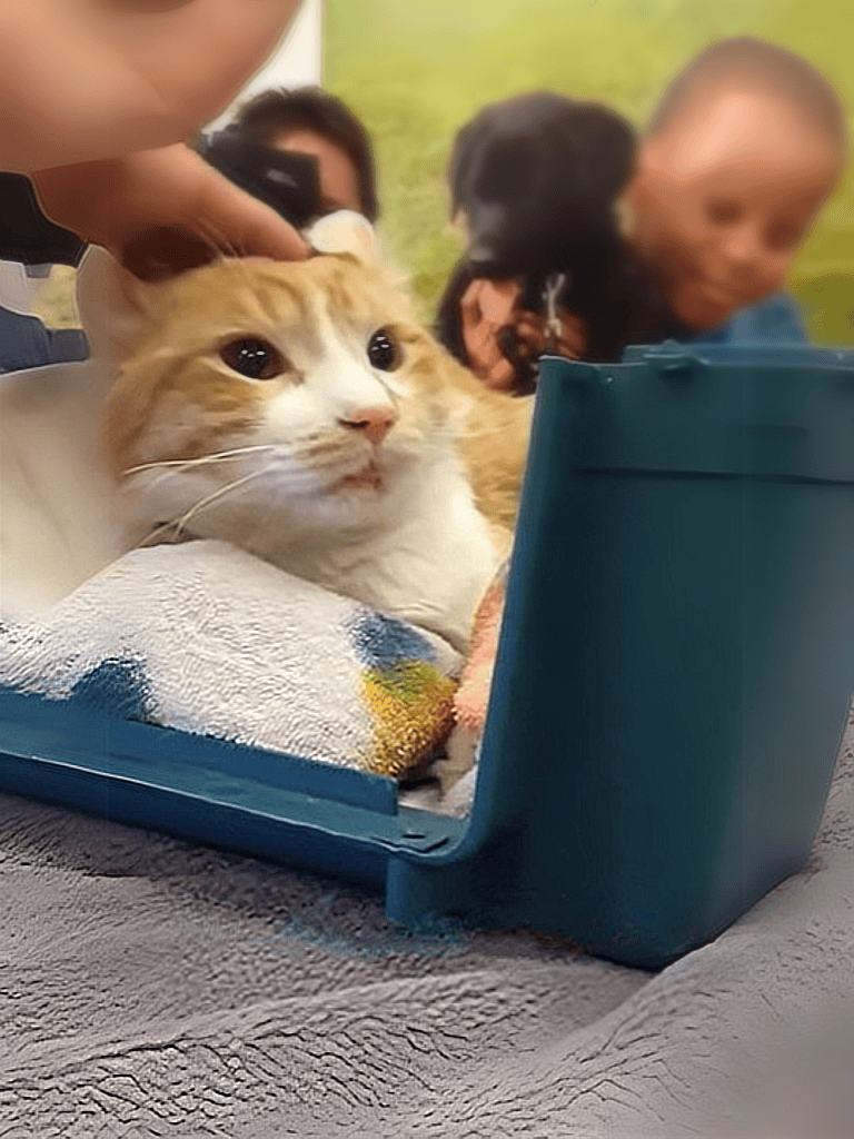 Cat in pet carrier before vet visit, calm and relaxed.