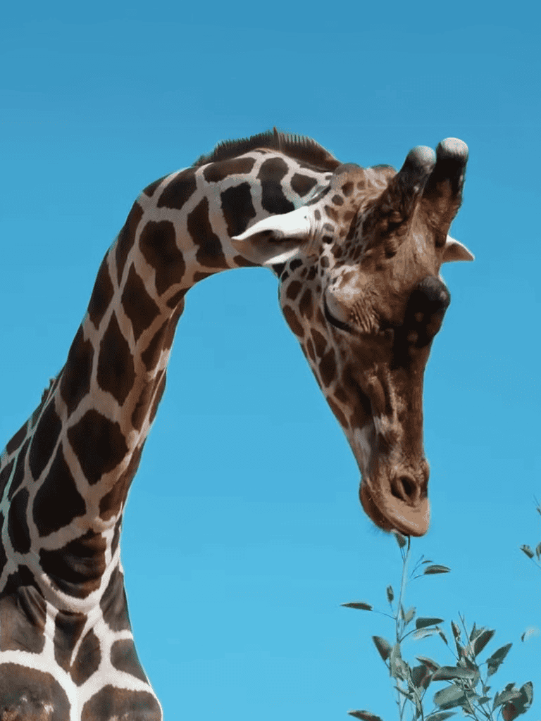 Close-up of a giraffe and a dog showing affection against a clear blue sky.