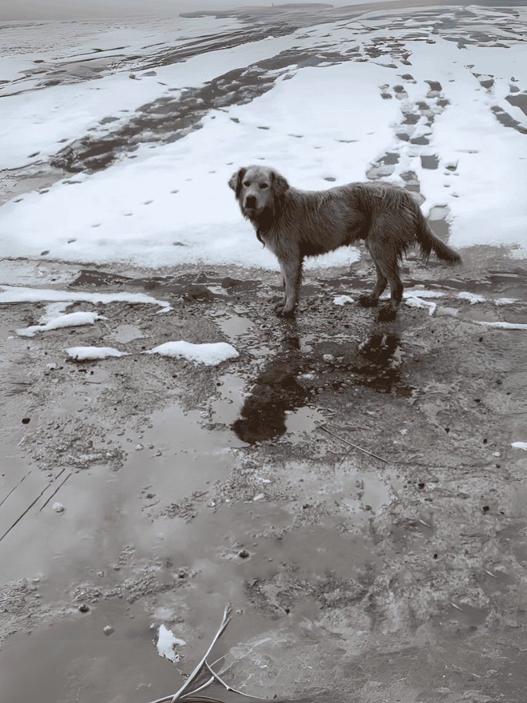 Dog playing outdoors in winter with snow and muddy ground.
